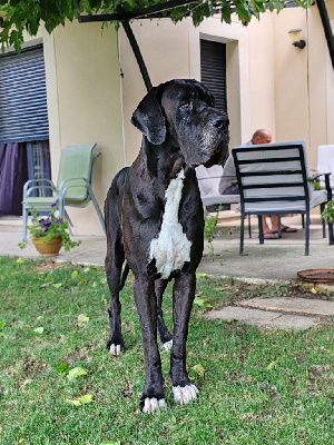 Étalon Dogue allemand - Thor Du Domaine D'Orthos