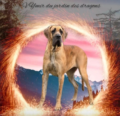 Étalon Dogue allemand - V'ymir Du Jardin Des Dragons