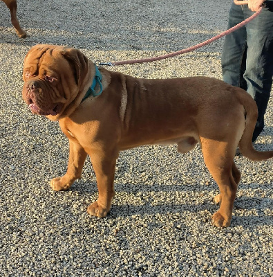 Étalon Dogue de Bordeaux - Uar royal dog' lescurette (Sans Affixe)