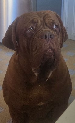 Étalon Dogue de Bordeaux - Vacuna De La Riviere De Sunny