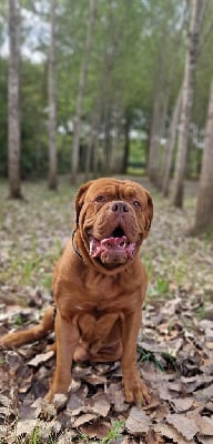 Étalon Dogue de Bordeaux - Seïko Des Diamants Enchantés