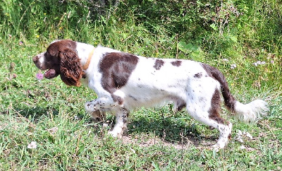 Étalon English Springer Spaniel - Uby Des Etangs De La Brame
