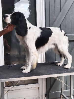 Étalon English Springer Spaniel - Voyou 1 Du Pré De La Belle Des Bois