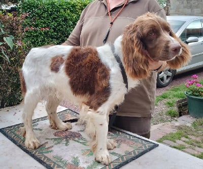 Étalon English Springer Spaniel - Volt dit king Des Terres De Beaulieu
