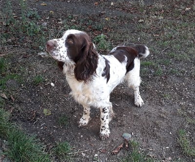 Étalon English Springer Spaniel - Nesto du vent des champs