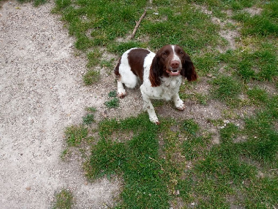 Étalon English Springer Spaniel - Roxane Du Couderc Pastourais