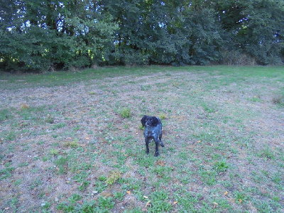 Étalon Epagneul Breton - Tanais du clos de memphis