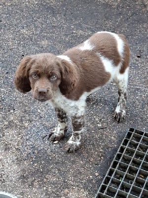 Étalon Epagneul Breton - Aria du moulin de Leuville