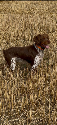 Étalon Epagneul Breton - Taz Du Domaine Des Vicogne