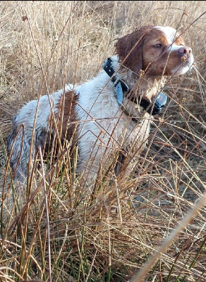 Étalon Epagneul Breton - CH. Sybelle Du domaine de fayet