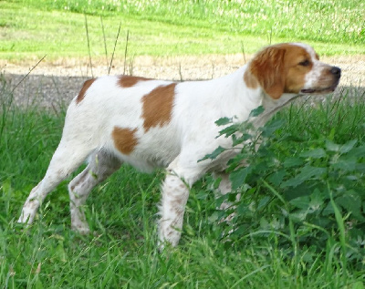 Étalon Epagneul Breton - Sandy des hautes pousterles