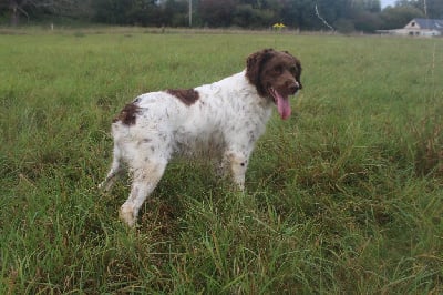 Étalon Epagneul Breton - Taylor Du Pairon De Sologne
