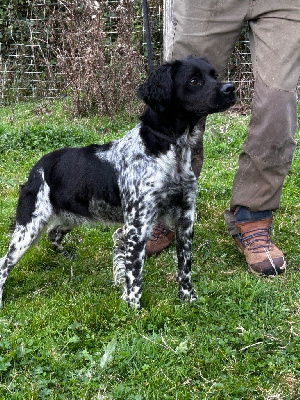 Étalon Epagneul Breton - Vita De La Terrible Menée