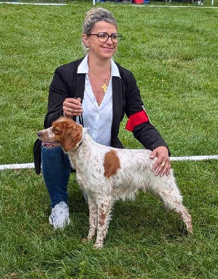 Étalon Epagneul Breton - Topaze des hautes pousterles