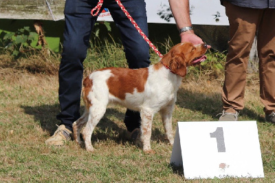 Étalon Epagneul Breton - Ullia Du Bois Des Hautes Herbes
