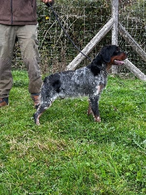 Étalon Epagneul Breton - Vaillant Des Vallees Du Roussillon