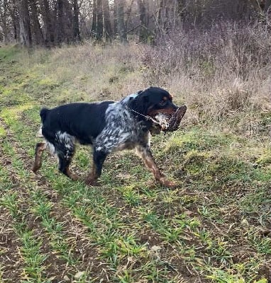 Étalon Epagneul Breton - Oslo de la chapelle apollon