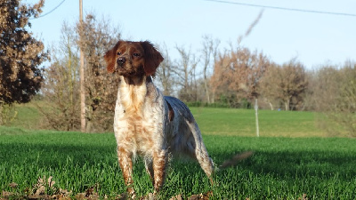 Étalon Epagneul Breton - Rabane des hautes pousterles
