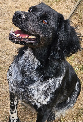 Étalon Epagneul Breton - Roxe Du Bois Des Croules