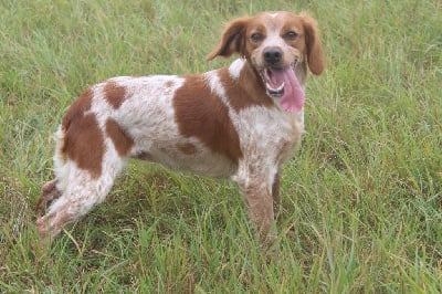 Étalon Epagneul Breton - Uline des T'chiots Picards