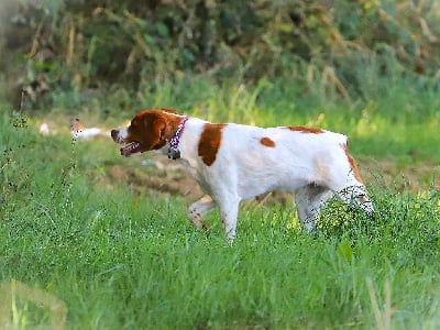 Étalon Epagneul Breton - Awenn Des Tours Guillaume