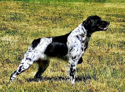 Étalon Epagneul Breton - CH. Rita De la plaine marat