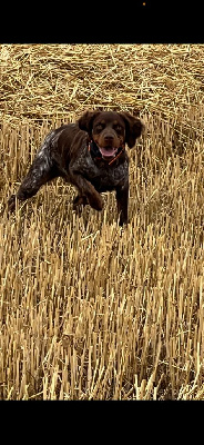 Étalon Epagneul Breton - Aika Des Joyaux Miniers