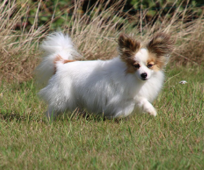 Étalon Epagneul nain Continental (Papillon) - Unik Du Domaine De La Canurie