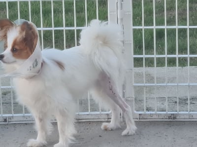 Étalon Epagneul nain Continental (Papillon) - Elevage a fuir !! Des Trois Lieux