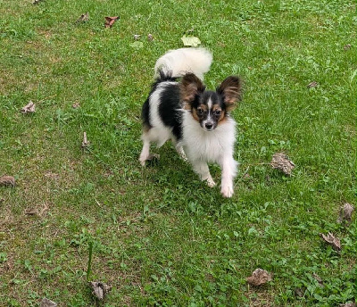 Étalon Epagneul nain Continental (Papillon) - Versailles-shiva De La Combe De L'Eau