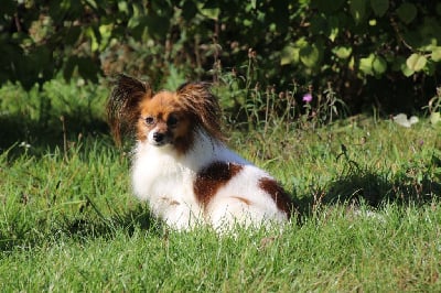 Étalon Epagneul nain Continental (Papillon) - Tacos Du Domaine De La Canurie