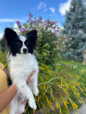 Étalon Epagneul nain Continental (Papillon) - Utopie Du pré moussey