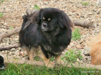 Étalon Epagneul tibetain - Shri surya de la légende des elfes