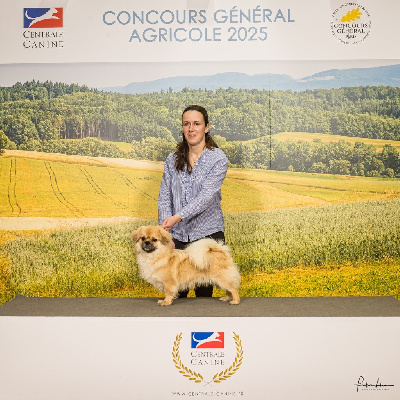 Étalon Epagneul tibetain - CH. Ulky du houang-ho