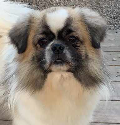 Étalon Epagneul tibetain - ONITSHA'S Pumba