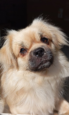 Étalon Epagneul tibetain - Vegas Des Légendes Champenoises