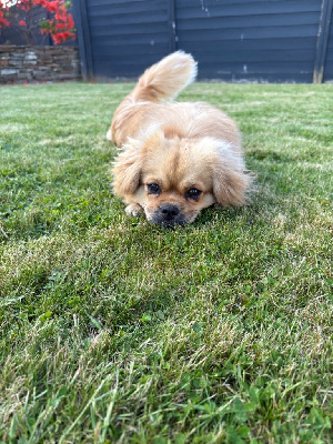 Étalon Epagneul tibetain - CH. Una du houang-ho