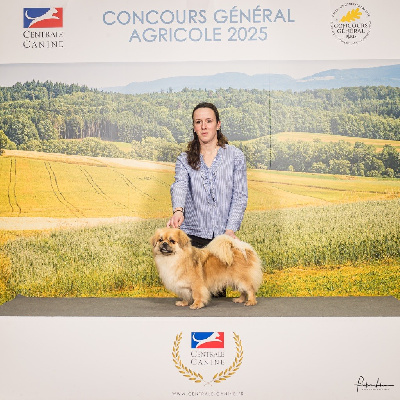 Étalon Epagneul tibetain - CH. Kaylash olazza