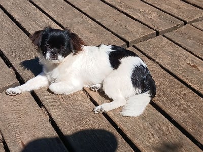 Étalon Epagneul tibetain - Astrale d'Elocera Parck