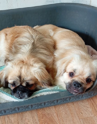 Étalon Epagneul tibetain - Utah de la rosée du champs des landes