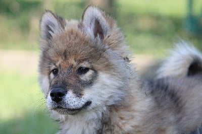 Étalon Eurasier - Ayumi Des Gardiens d'Ysatis