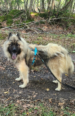 Étalon Eurasier - Vegas Du Mistral Normand