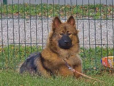 Étalon Eurasier - Asia du Tresor de Divaline