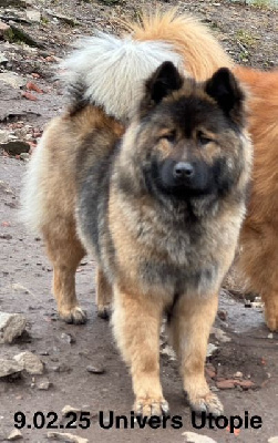 Étalon Eurasier - Univers utopie Des crinières de feu