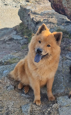 Étalon Eurasier - Ukali oomen des légende de retz