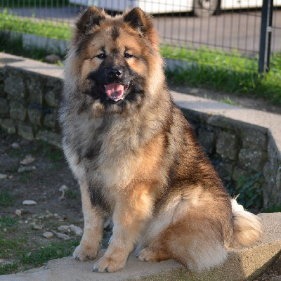 Étalon Eurasier - Skadi Du Royaume Des Terres Gelées
