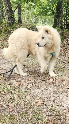 Étalon Eurasier - Aia Du Mistral Normand