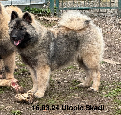 Étalon Eurasier - Utopic skadi Des crinières de feu