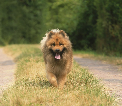 Étalon Eurasier - Sinai Du Royaume D'ebène