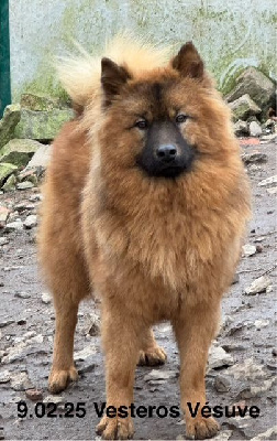 Étalon Eurasier - Vesteros vésuve Des crinières de feu